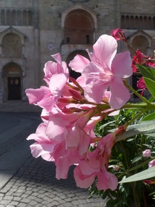 rosa, fiori, petali, archi, verde, fiore, porta, foglie, macro, palazzo, chiesa, oleandro