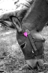 fiore, asino, orecchie, rosa, briglia, criniera, erba, animale, muso, pelo, occhio, occhi, bianconero, bianco