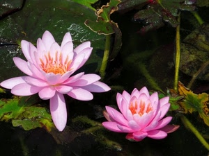 rosa, acqua, fiori, foglie, ninfee, petali, due, verde