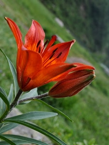 foglie, fiore, petali, verde, arancione, rosso, fiori, pistilli, montagna, giglio, macro