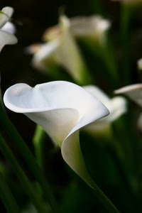 bianco, fiore, verde, calla, stelo, natura, gambo, sfocato