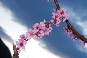 rosa, fiori, ramo, rami, primavera, petali, cielo, pesco