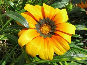 fiore, giallo, petali, verde, foglie, erba, corolla