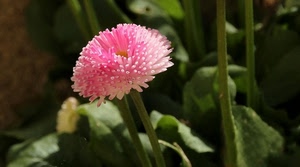 fiore, rosa, verde, foglie, petali, stelo, gambo, gambi, steli, pianta