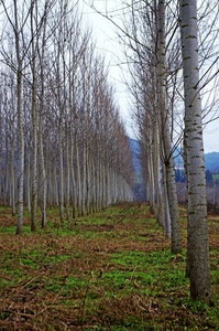 alberi, erba, rami, prospettiva, pioppi, filari, inverno, prato, verde, spogli, terreno