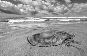 spiaggia, mare, nuvole, medusa, bianconero, sabbia, onde, cielo