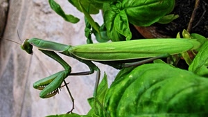 verde, mantide, foglie, insetto, basilico, religiosa, insetti, zampe