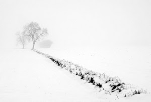 neve, alberi, nebbia, bianco, bianconero, inverno, albero, solco, minimalismo