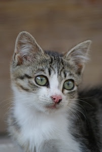 gatto, occhi, muso, orecchie, verdi, animale, gattino, baffi, micio, animali
