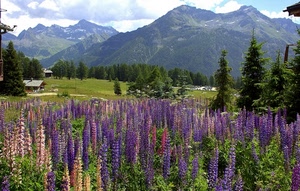 fiori, montagna, viola, montagne, panorama, alberi, prato, verde