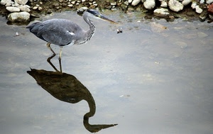 acqua, riflesso, becco, uccello, sassi, animale, volatile, ombra