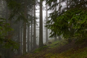 alberi, bosco, nebbia, tronchi, verde, rami, foglie