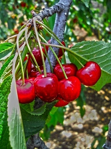 foglie, rosso, ciliegie, frutta, ramo, verde, frutti, ciliege