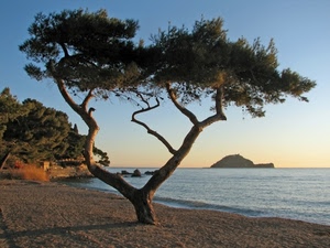 mare, albero, spiaggia, isola, pino, sabbia, rami