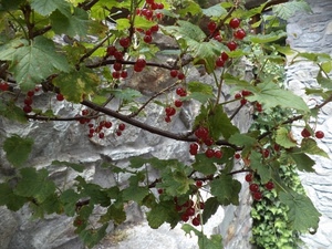 foglie, rosso, rami, bacche, frutti, frutta, rosse, ribes, verde, albero, pianta, ciliegie