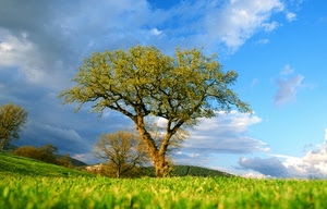 nuvole, verde, cielo, erba, alberi, prato, albero, azzurro, collina, foglie, rami, colline, tronco, primavera, campo, coltivazione