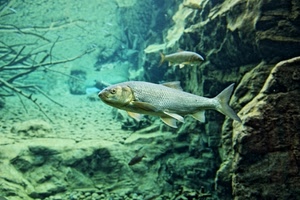 acqua, acquario, pesci, pesce, rami, mare, fondale, rocce, scogli, pinne, animale