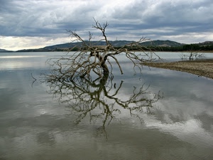 lago, albero, rami, riflesso, nuvole, acqua, riva