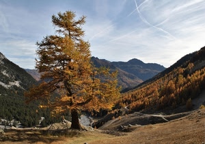albero, montagna, autunno, cielo, montagne, rami, alberi, giallo, larice, bosco