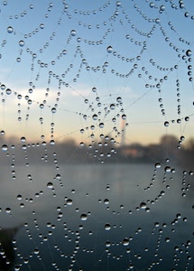 gocce, ragnatela, acqua, macro, cielo, rugiada, fili, trasparenza, tela