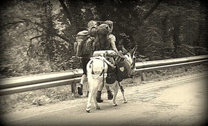 zaini, asino, strada, bianconero, animale, persone, camminare, ragazzi, asinello, soma