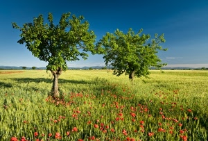 alberi, papaveri, campo, grano, verde, due, fiori, campagna, panorama, cielo