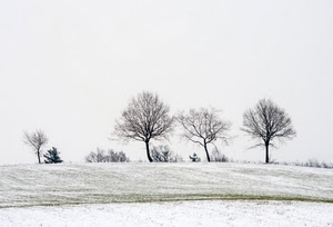neve, inverno, alberi, bianco, prato, spogli, rami, collina, campagna, bianconero