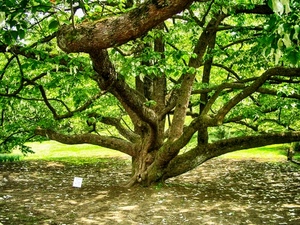albero, foglie, rami, verde, ombra, prato, tronco, secolare