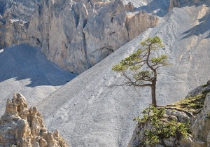 albero, montagna, rocce, roccia, montagne, verde, ghiaia, neve, sabbia