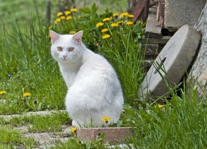 gatto, bianco, erba, fiori, giallo, verde, occhi, orecchie, macina, ruota, animale, pelo, micio, prato, felino, mattone