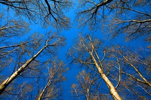 cielo, alberi, blu, rami, azzurro, tronchi, autunno, prospettiva