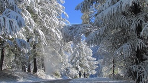 neve, inverno, alberi, bianco, rami, strada, cielo, bosco, montagna, persone, pini, passanti, abeti, azzurro, freddo, sentiero, paesaggio, due