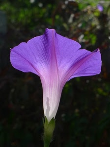 fiore, viola, verde, petali, campanula, foglie, macro, sfocato