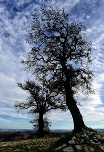 cielo, alberi, nuvole, pietre, sassi, rami, due