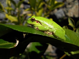 verde, rana, foglia, anfibio, occhio, natura, animali, occhi