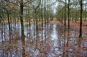 alberi, rami, riflessi, acqua, foglie, tronchi, bosco, autunno