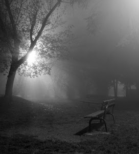 panchina, nebbia, sole, bianconero, albero, controluce, alberi, parco, rami, luce, foschia