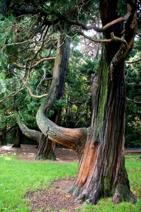 rami, alberi, tronchi, verde, erba, prato, corteccia, foglie, albero