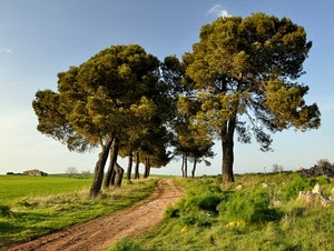 verde, alberi, sentiero, strada, erba, cielo, campi, campagna, pini, prato, terra