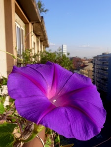 fiore, viola, cielo, petali, macro, finestre, palazzi, campanula, foglie, pistillo, sfocato