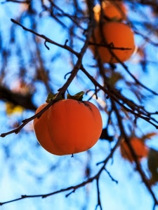 rami, cachi, arancione, frutta, frutti, albero, autunno, arancio