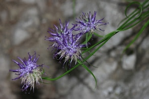 viola, fiori, verde, petali, macro, steli, quattro, foglie