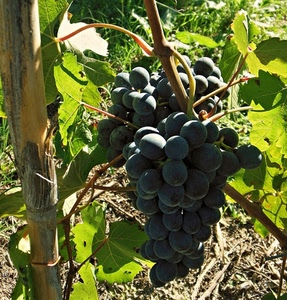 uva, foglie, vite, grappolo, frutta, chicchi, verde, acini, nera