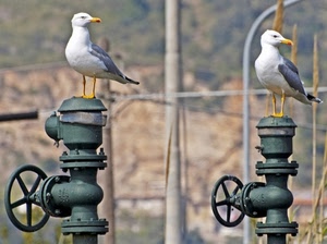 due, gabbiani, uccelli, animali, tubi, giallo, becco