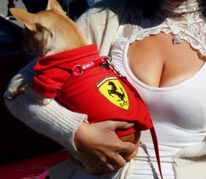 ferrari, cane, rosso, seno, mano, sensuale, stemma, cavallino, scollatura, guinzaglio, bianco
