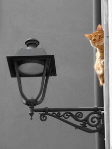 lampione, gatto, rosso, grigio, ferro, orecchie, curioso
