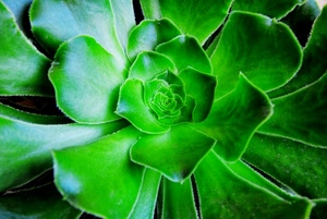 verde, foglie, pianta, natura, macro, fiore, grassa