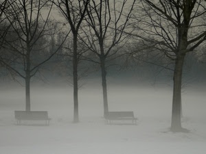 nebbia, alberi, panchine, rami, due, inverno, bianconero, foschia