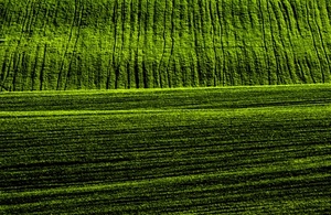 verde, erba, prato, strisce, minimalismo, campo, nero, terra, natura