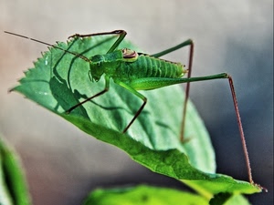verde, foglia, zampe, insetto, cavalletta, antenne, foglie